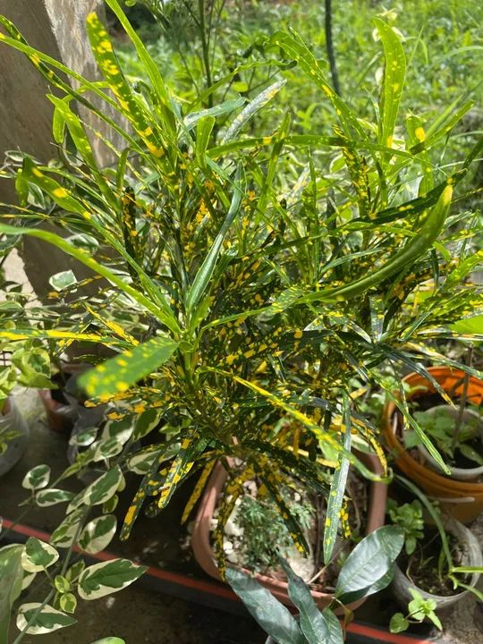 Mudas de plantas  - Foto 4