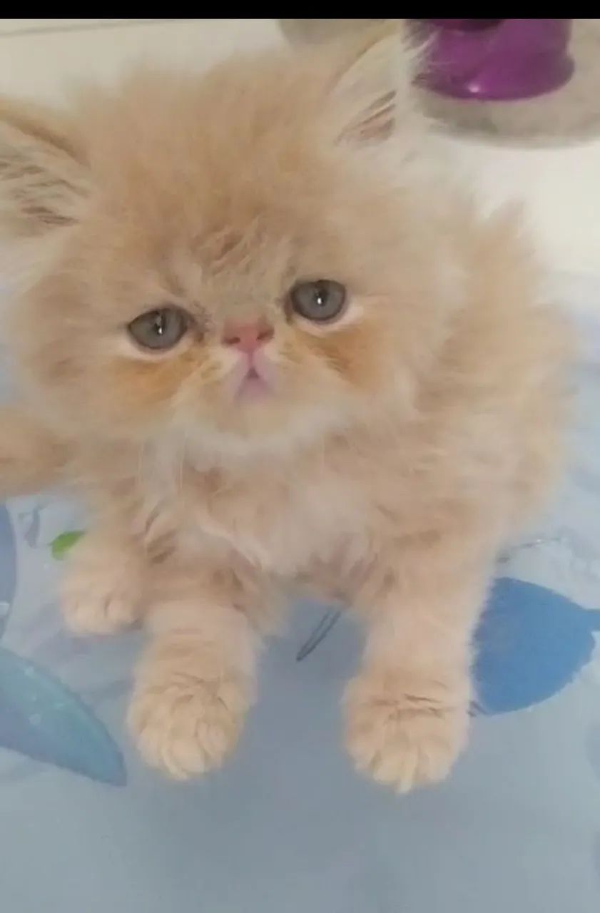 Disponível filhotes fofinhos persa puros  - Foto 6