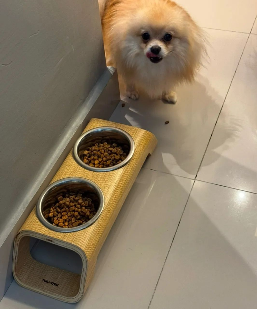 Lulu da Pomerânia - spitz alemão - Foto 3