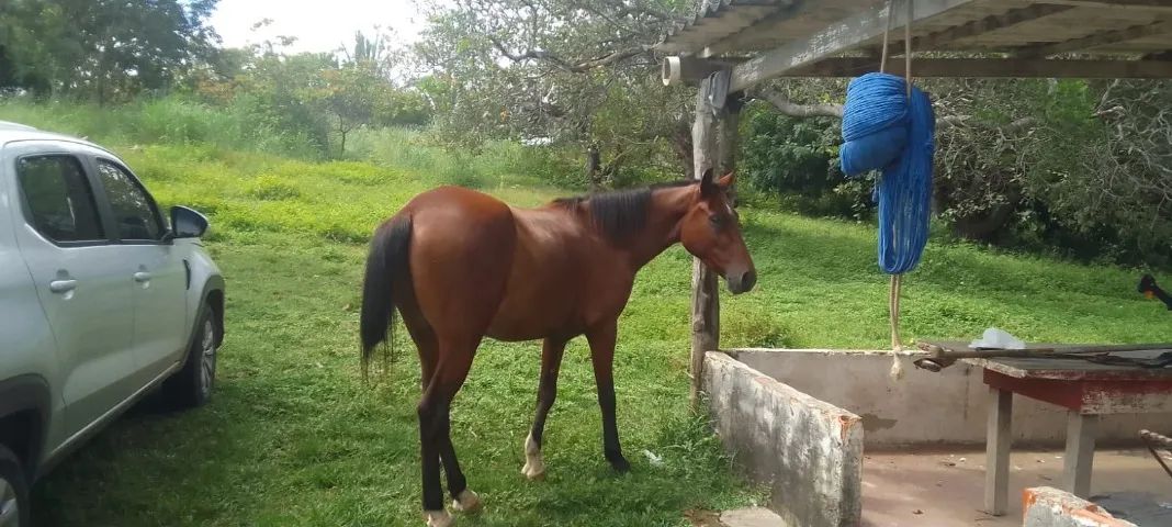Vendo cavalo. - Foto 2