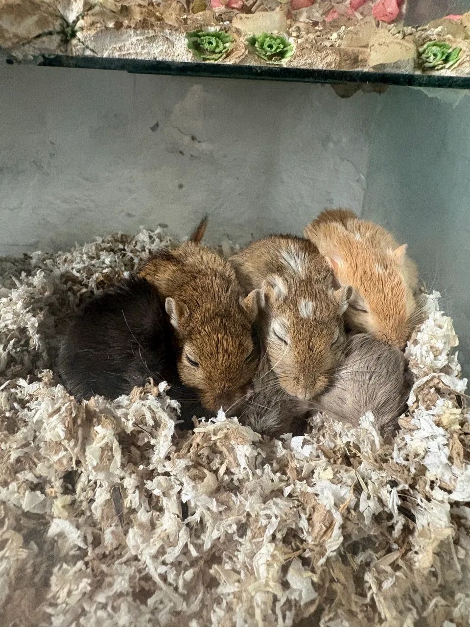 Gerbil, Esquilo da mongólia  - Foto 2