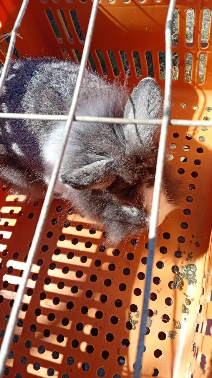 Coelha mini lion