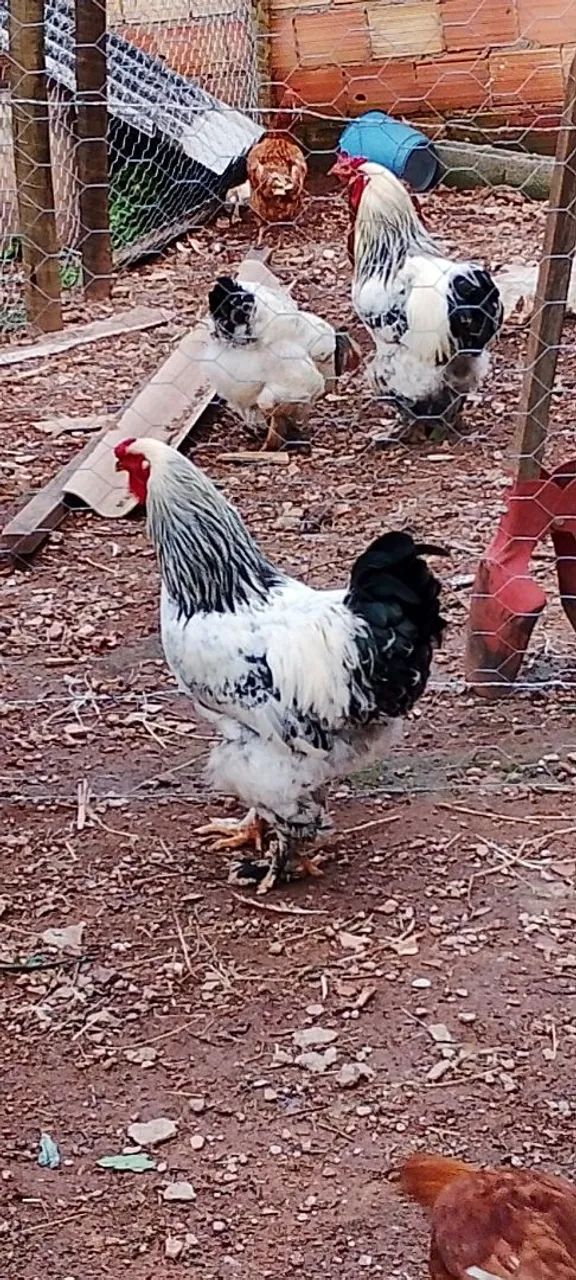 Galos raça Brahma 
