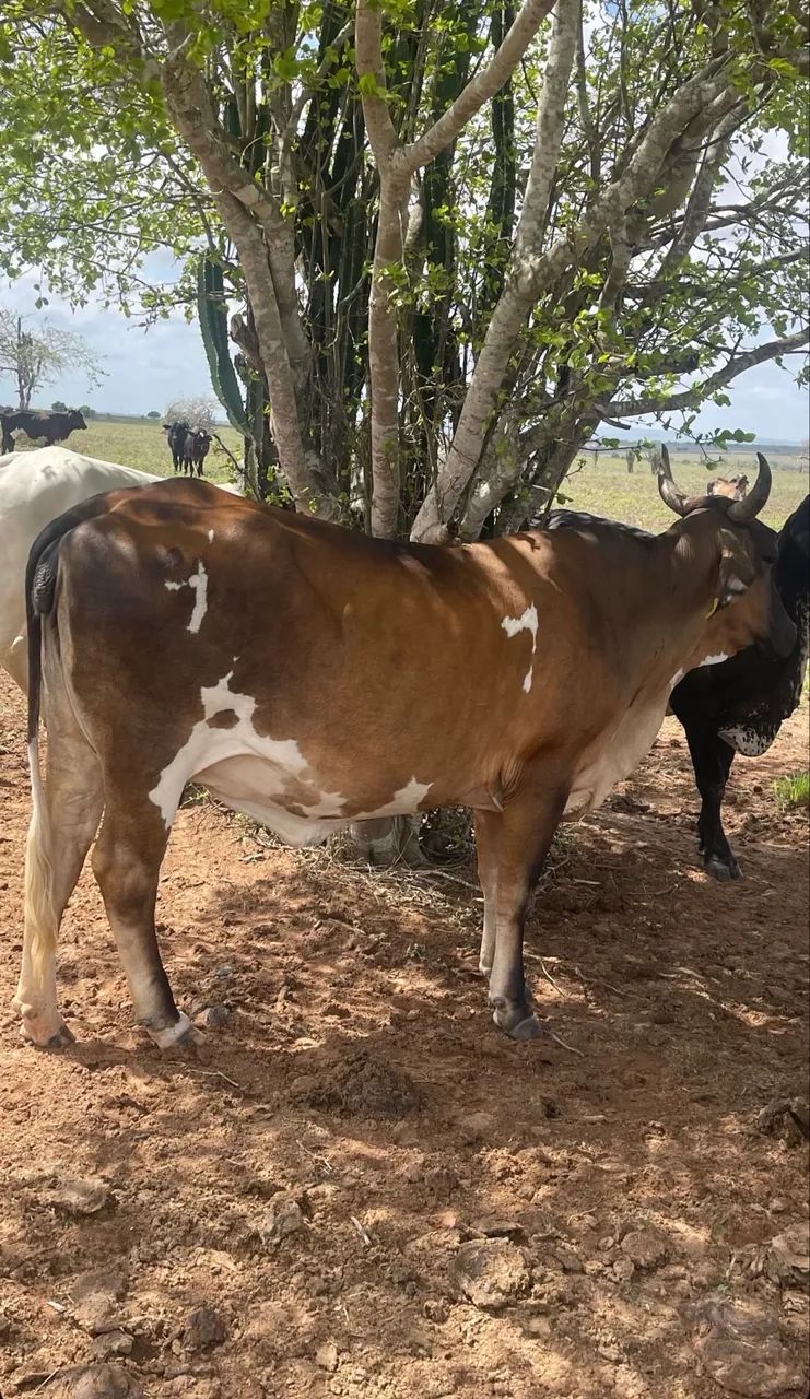 Vaca mestiça sindi 