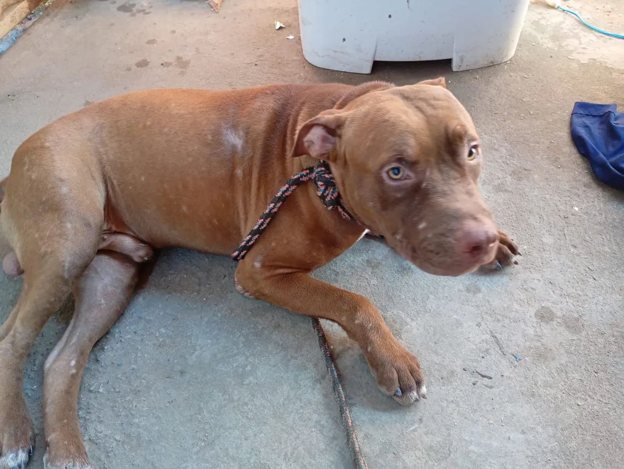 Vende-se dois Pitbull de 10 meses  - Foto 3