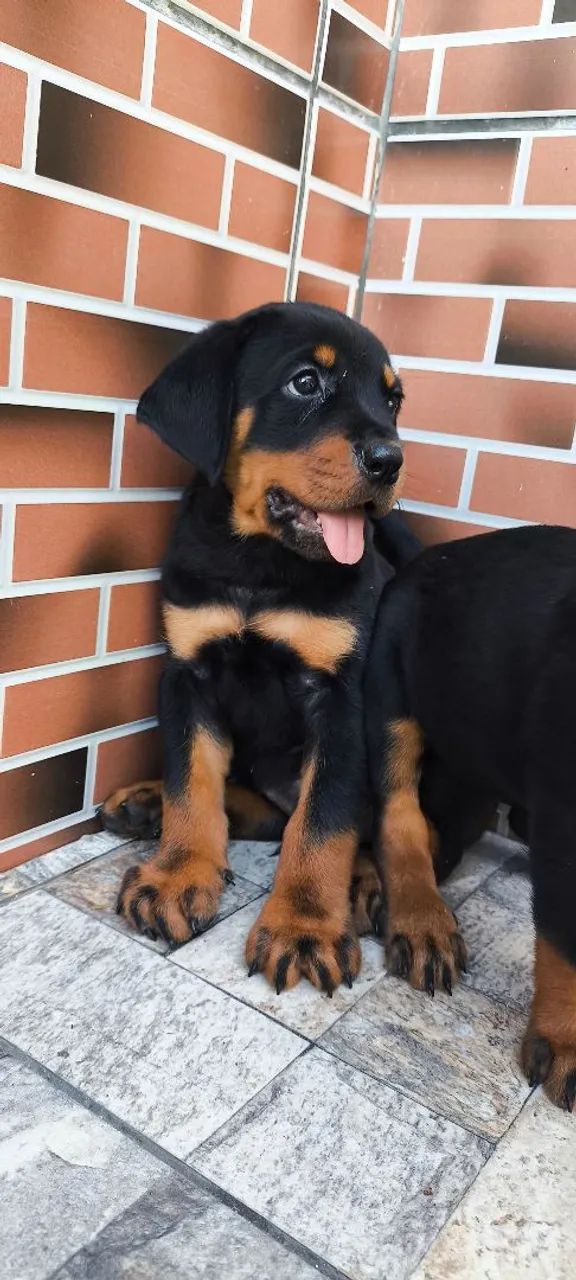 Rottweiler alemão gigante - Foto 3