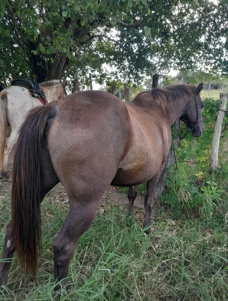 Égua Quarto de Milha  - Foto 4