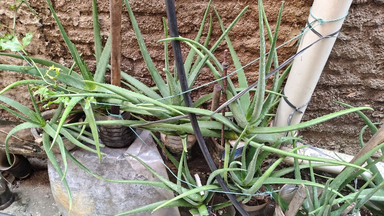 Babosa Aloe Vera  - Foto 2