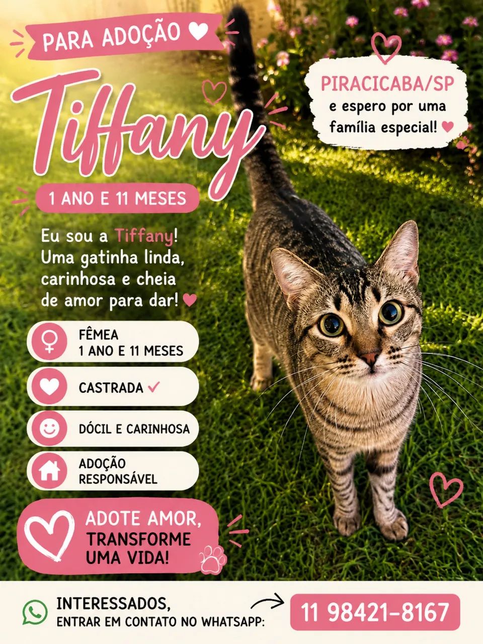 Adoção gata