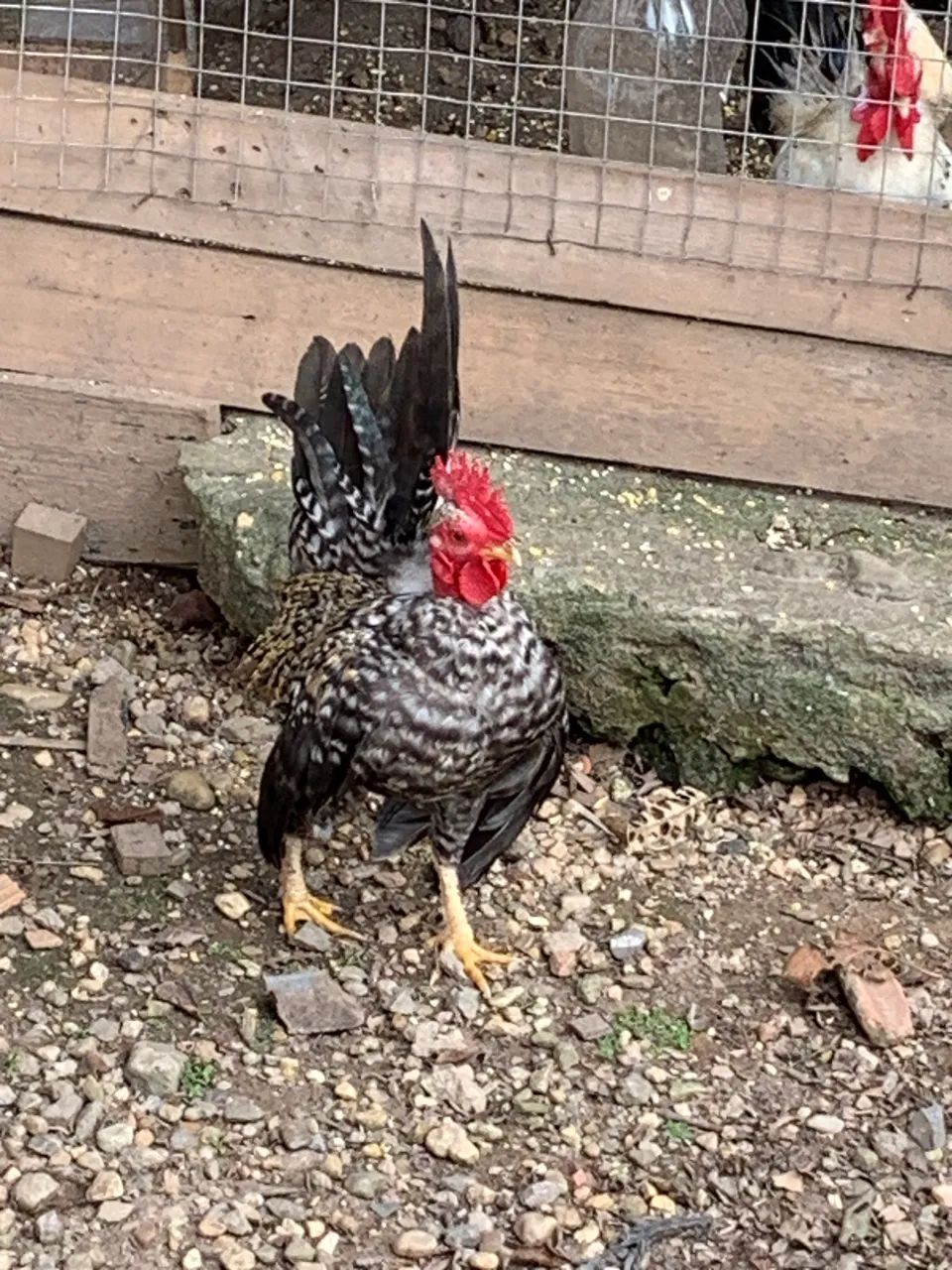 Vendo garnizé  - Foto 5