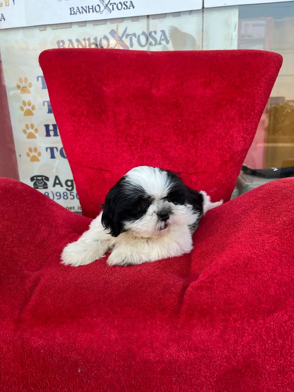 Cachorro  - Foto 4