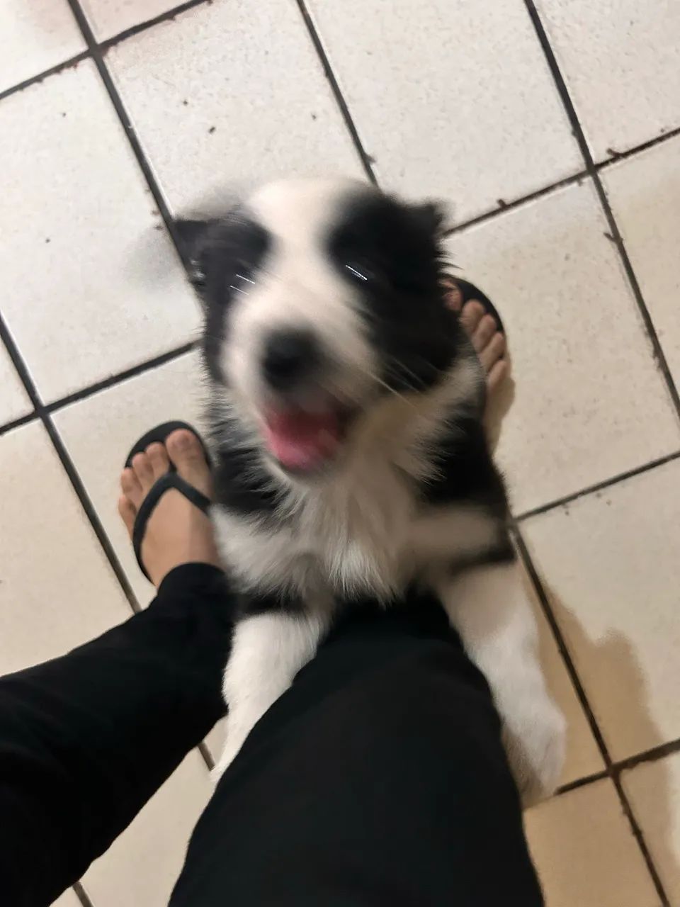 Border Collie (VENDA)