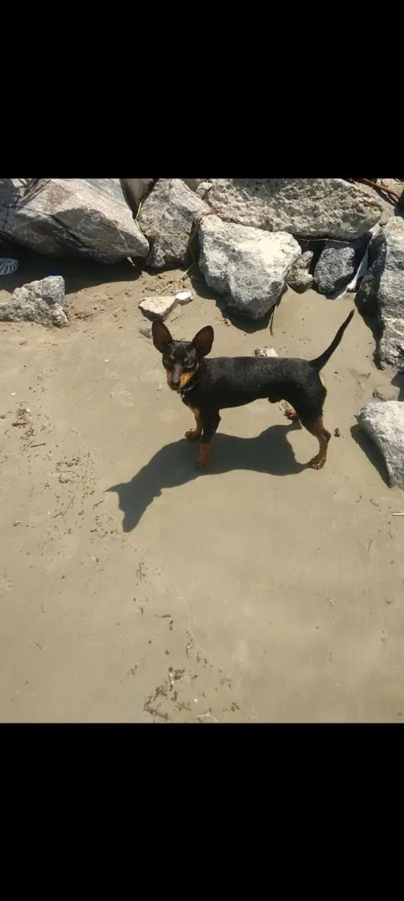 Pinscher 