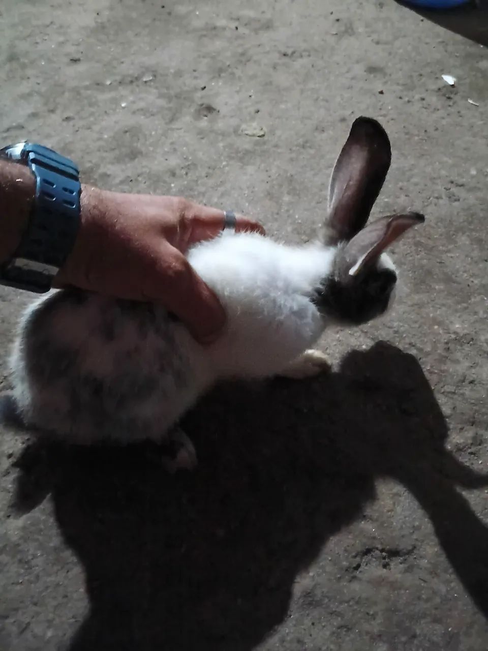  coelho - Foto 3