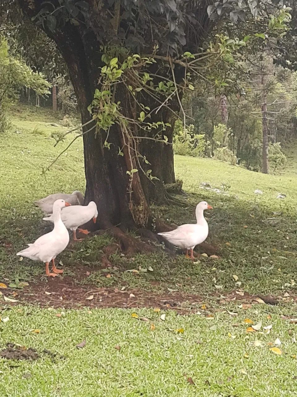 Gansos - Foto 3