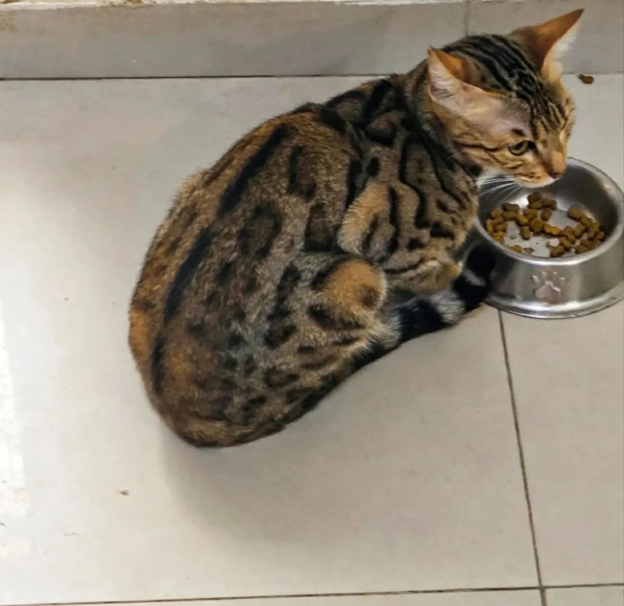 Gato bengal  - Foto 4