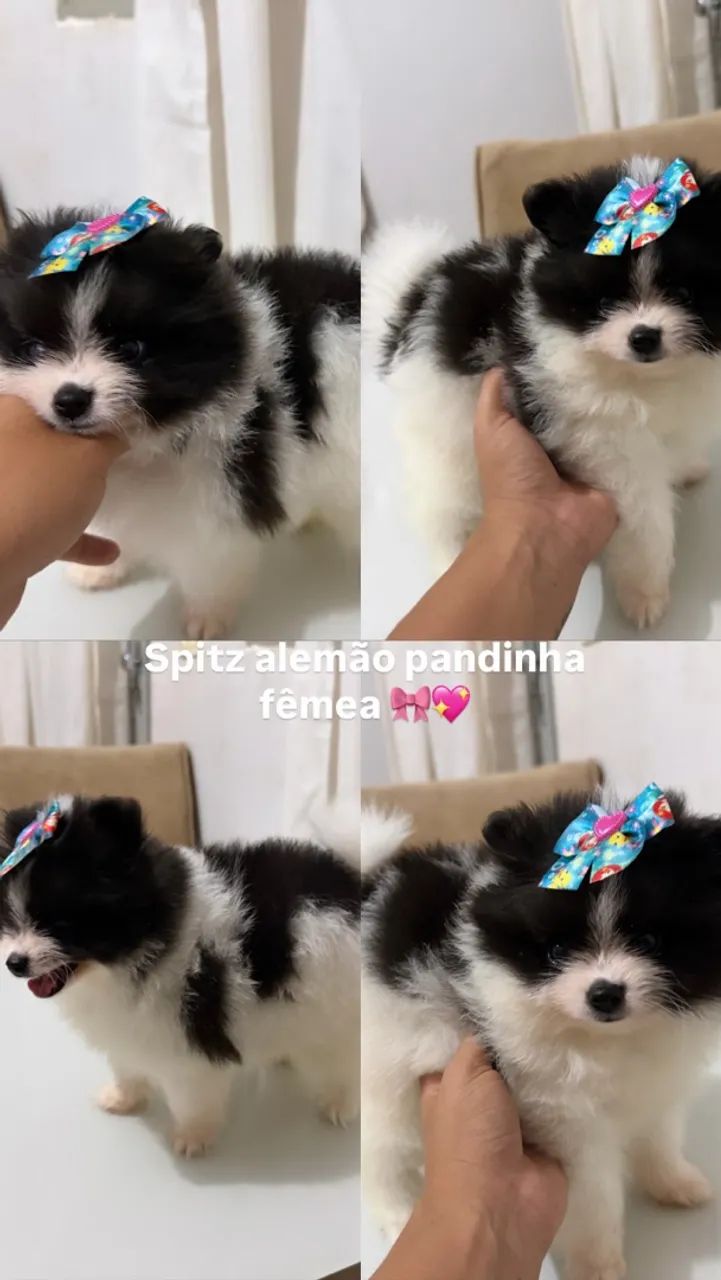 Spitz alemão 