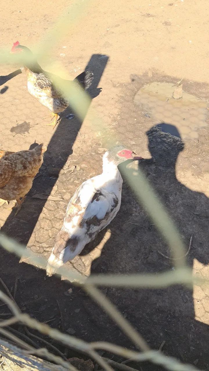 Vende aves - Foto 4