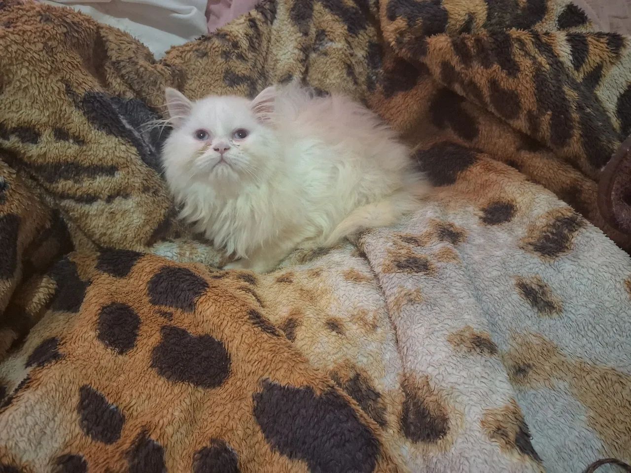 Filhote gato persa macho branco show - Foto 2