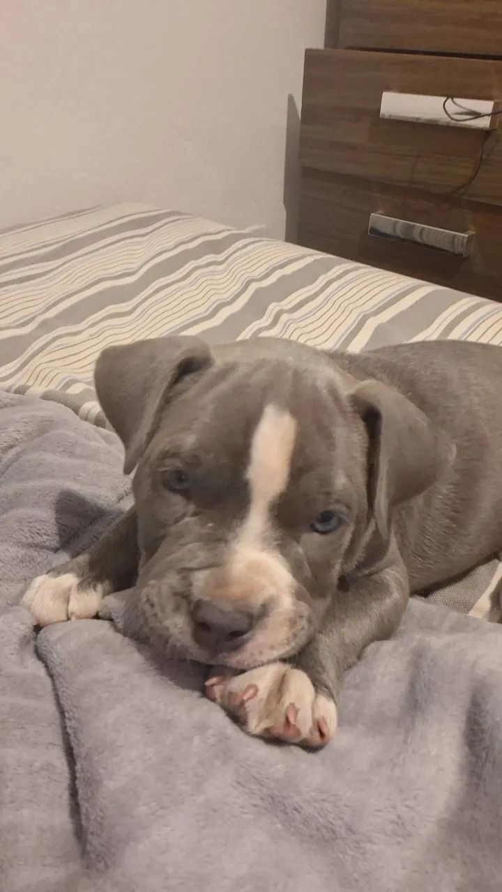 american bully - Foto 2