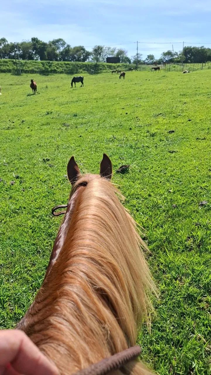 Quarto de Milha - Foto 5