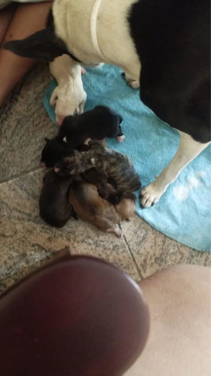 Cachorros