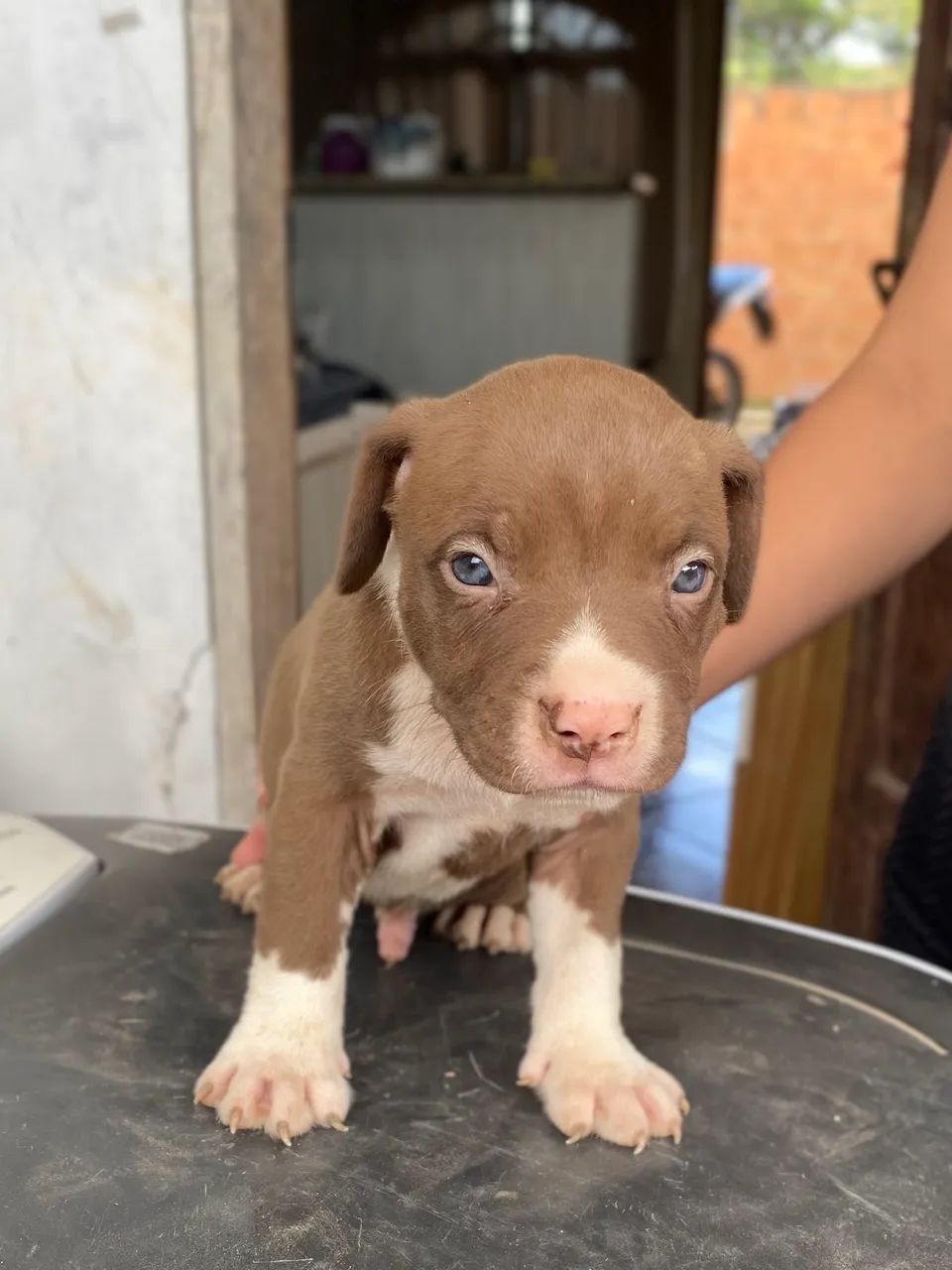 Filhote de pitbull macho