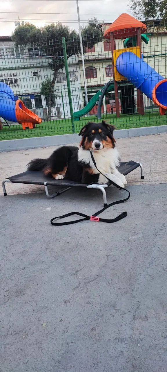 Adestramento e mentoria canina - Foto 4