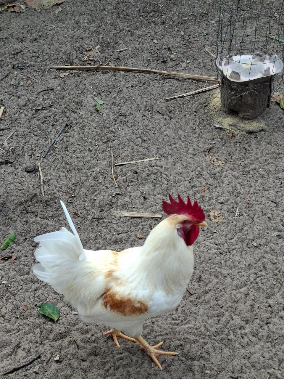 Vendo galos e angulista  - Foto 4
