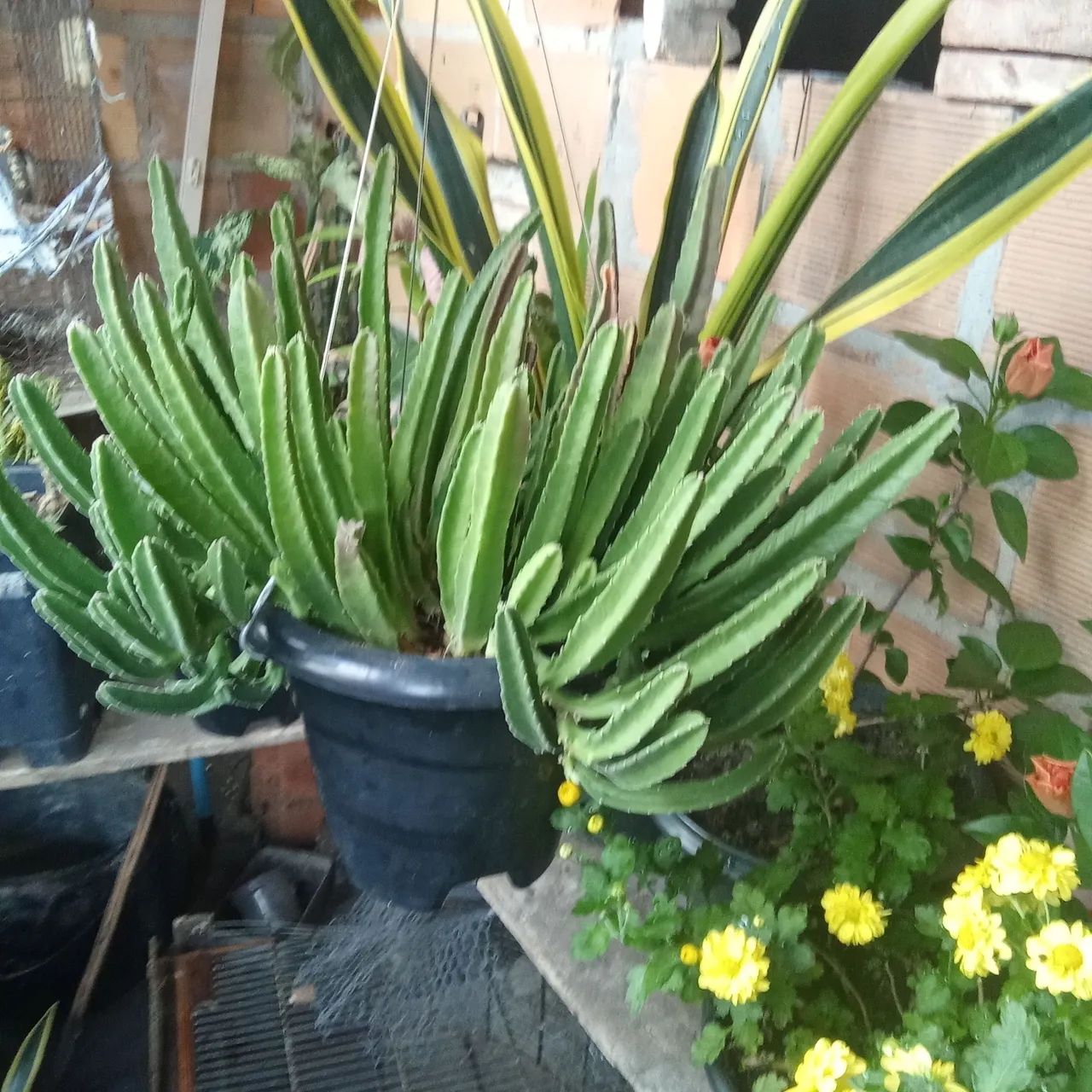 Plantas  - Foto 5