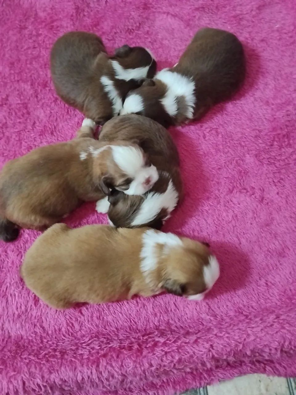 Shihtzu  - Foto 4
