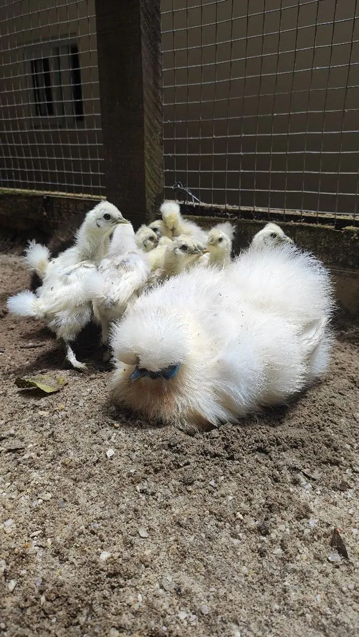 Pintinhos galinha sedosa  - Foto 5