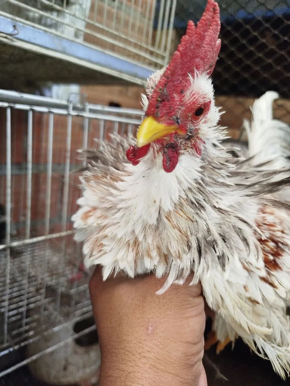 Galinze macho 