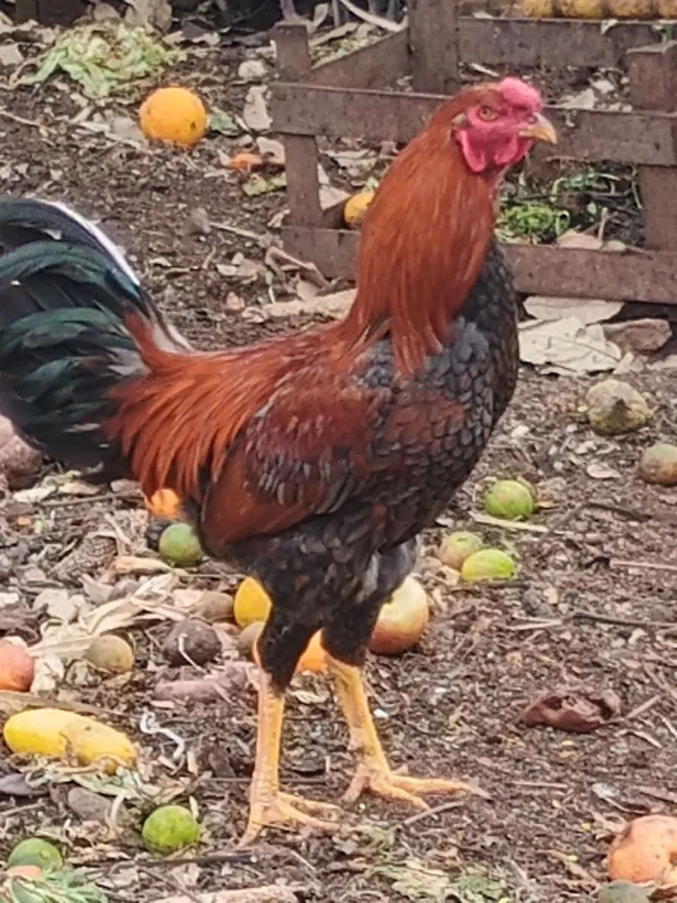 Vende-se frango caipira  - Foto 4