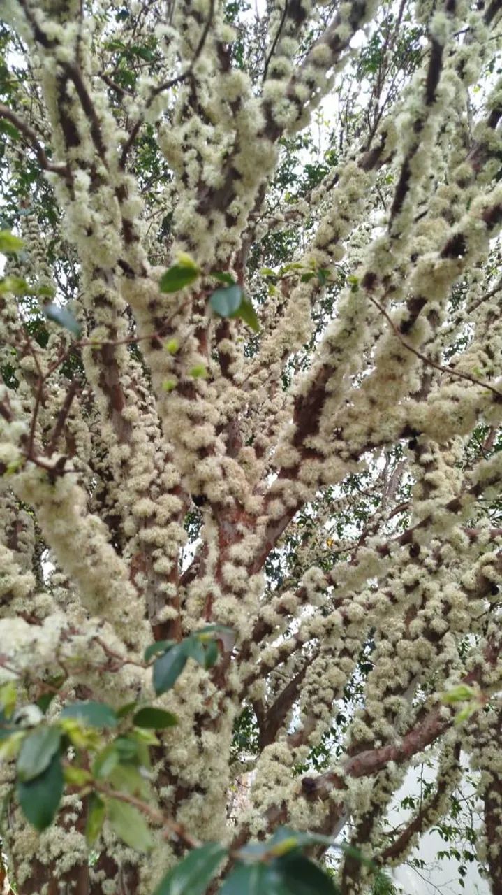 Frutíferas 
