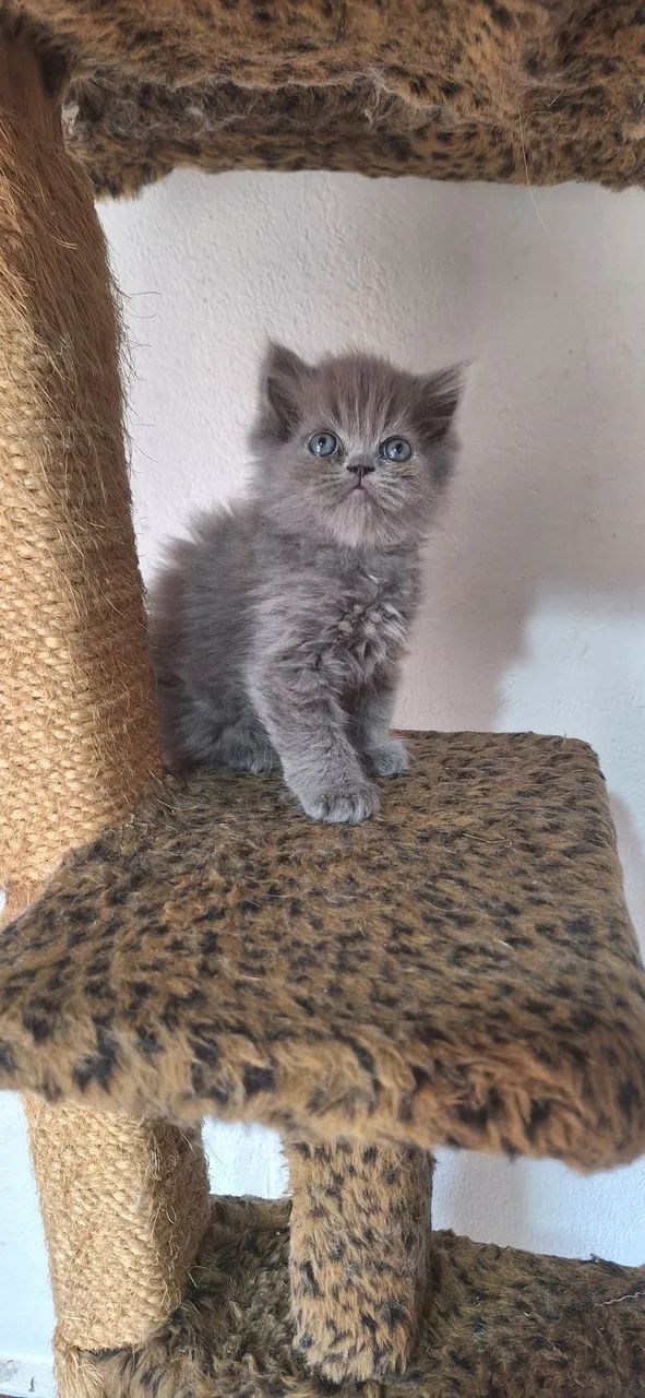 Gato persa - Foto 3