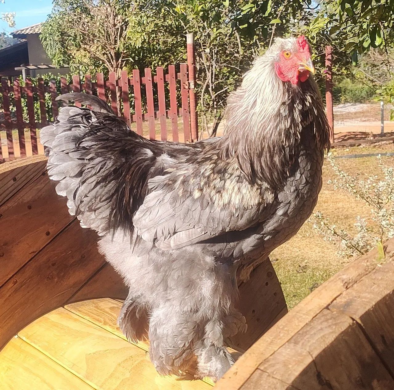 Aves Brahma 