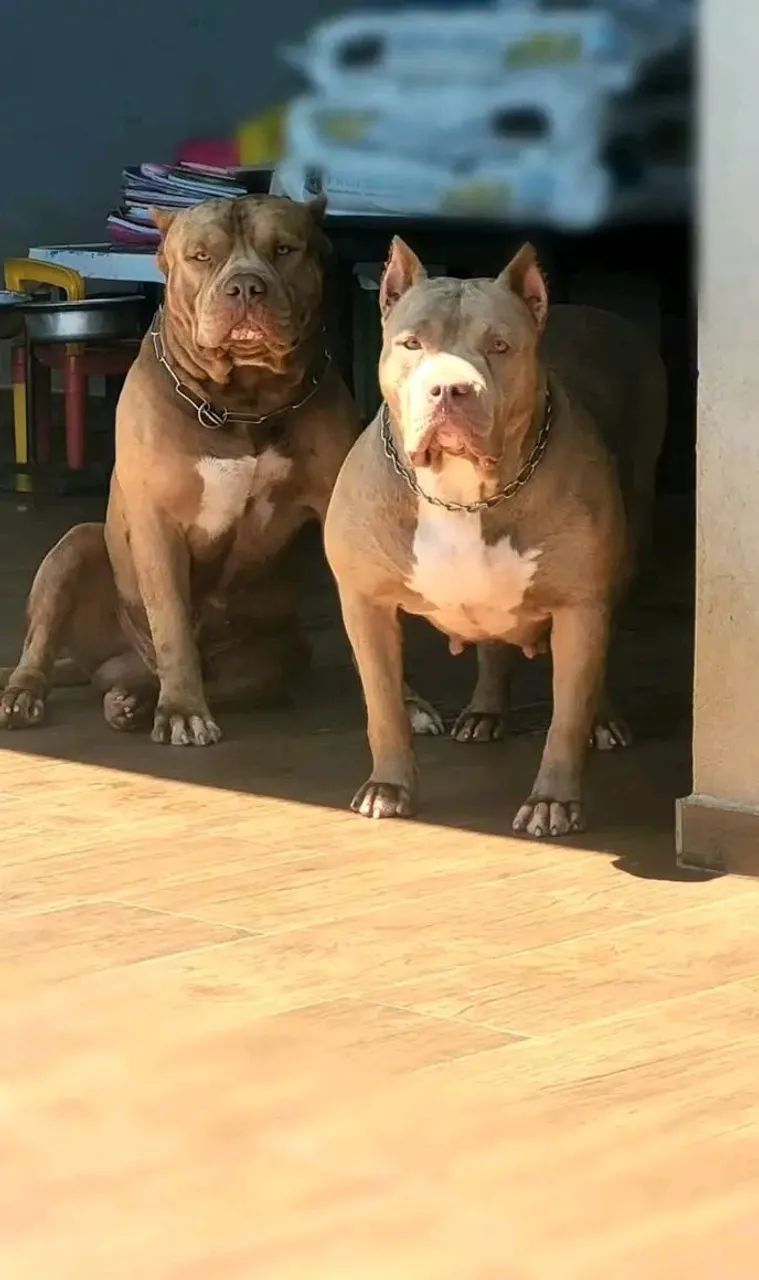 Pit Mos Pedigre 