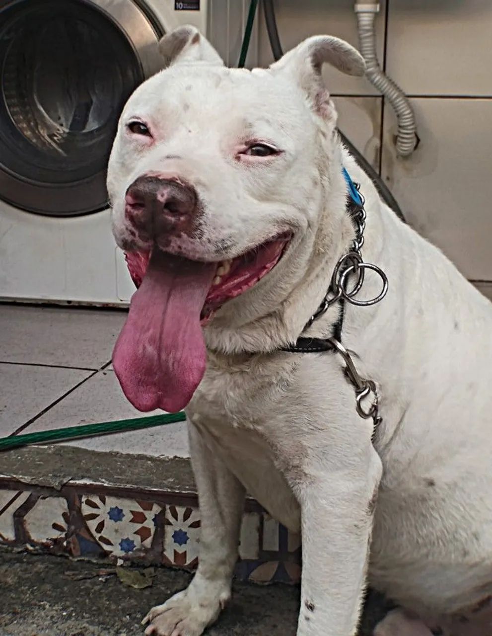 Pitbull pra adoção responsável 