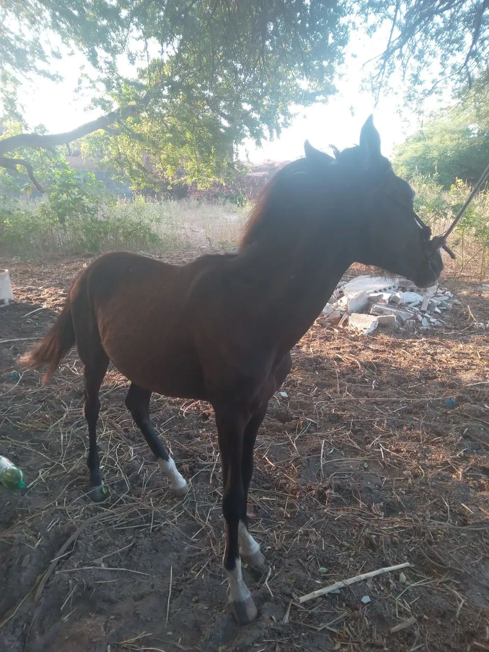 Cavalo - Foto 2