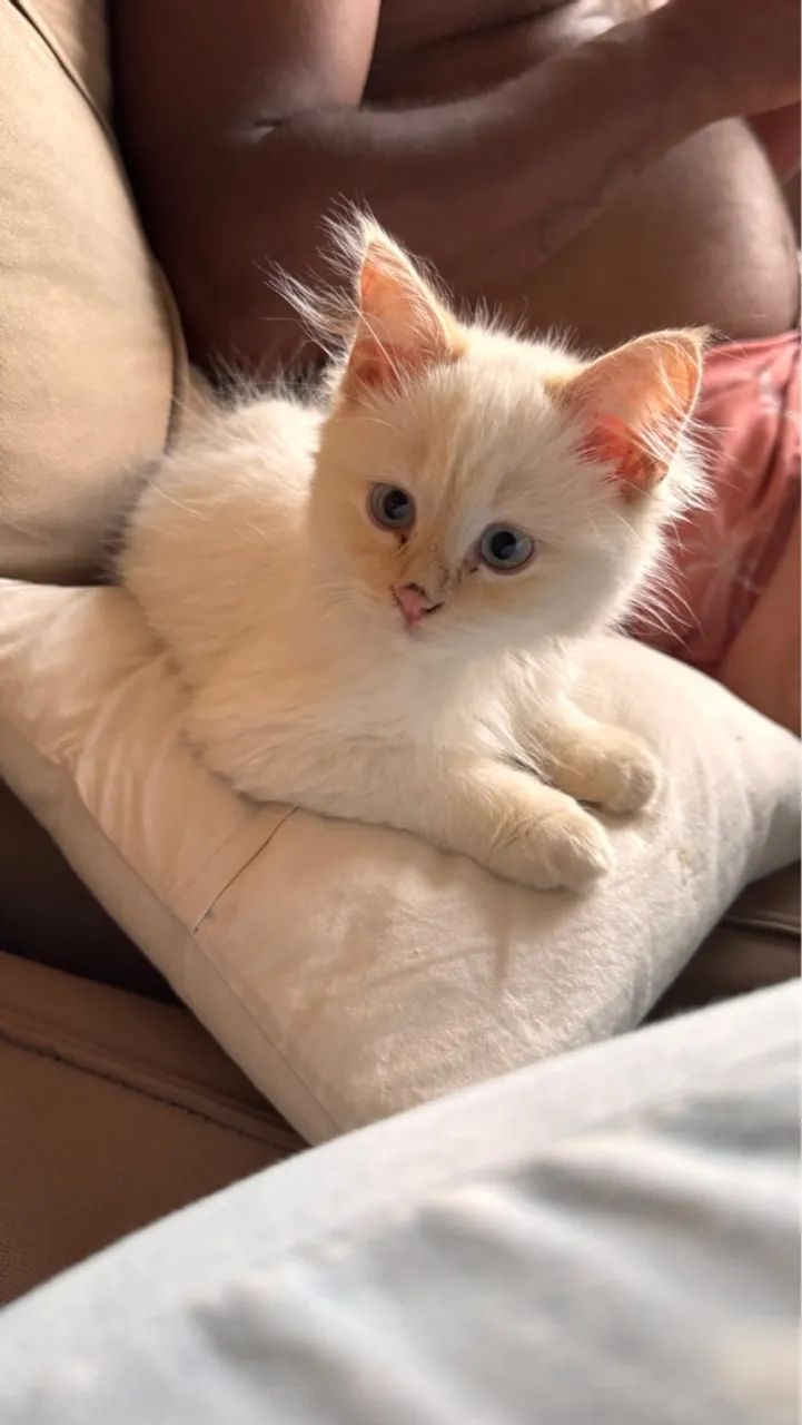 Femea de 4 meses super brincalhona  - Foto 2