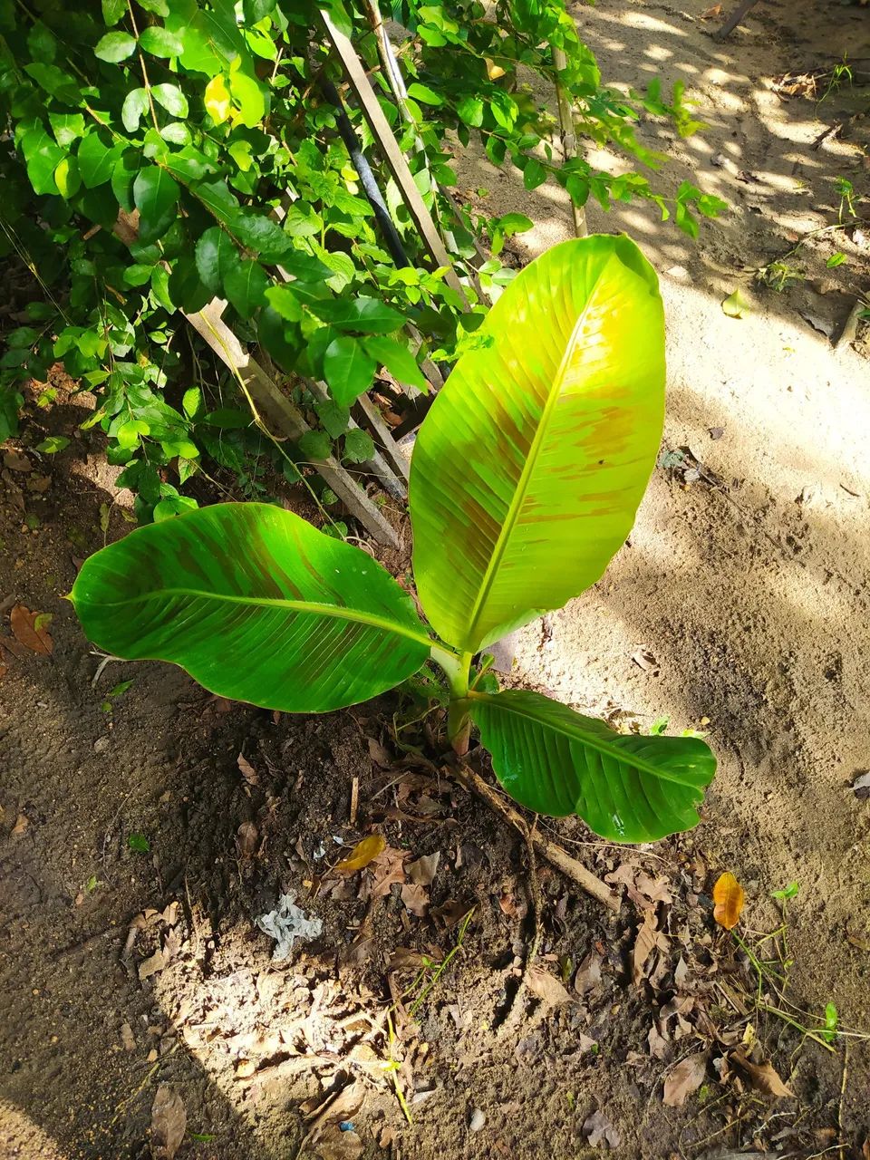 Bananeira pacovan - Foto 3