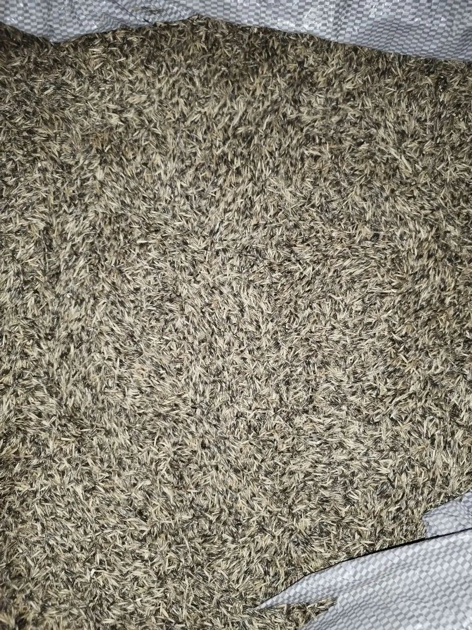 Aveia preta Embrapa 139