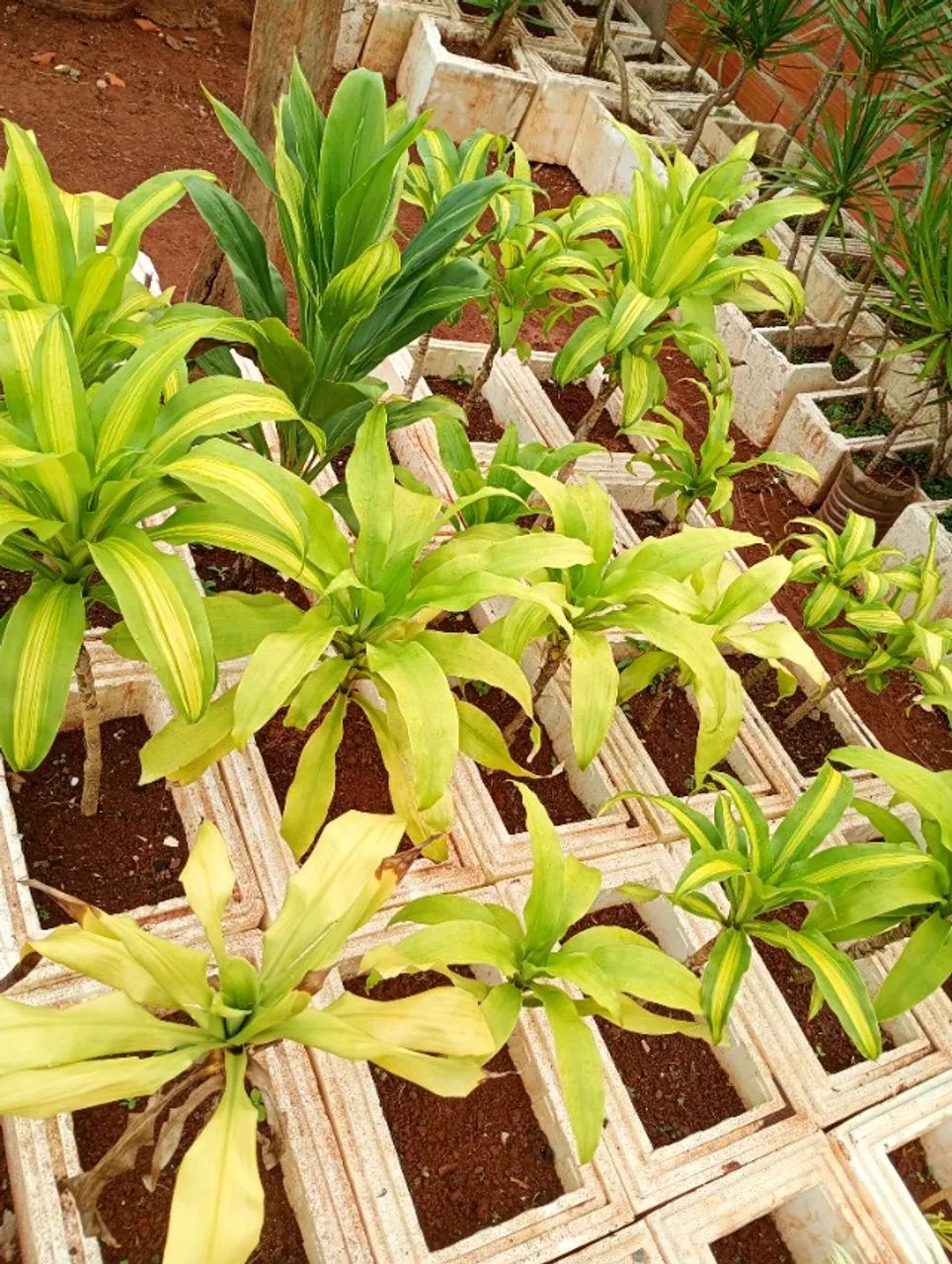 Mudas dracenas - Foto 5
