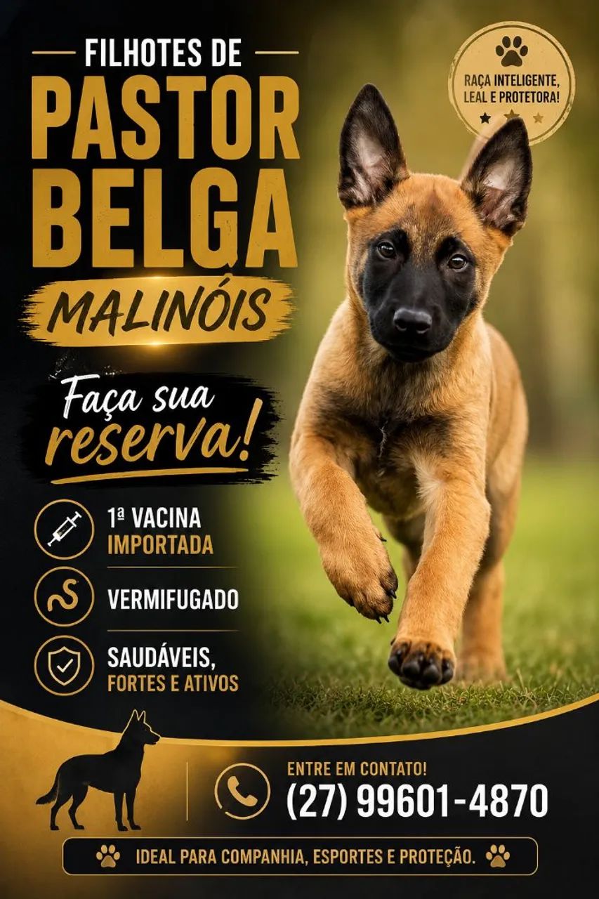 PASTOR BELGA MALINÓIS