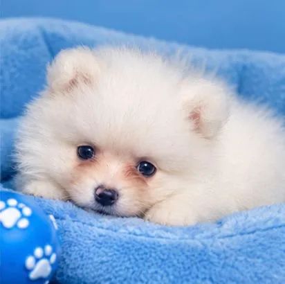 BB LINDO SPITZ ALEMÃO  - Foto 2