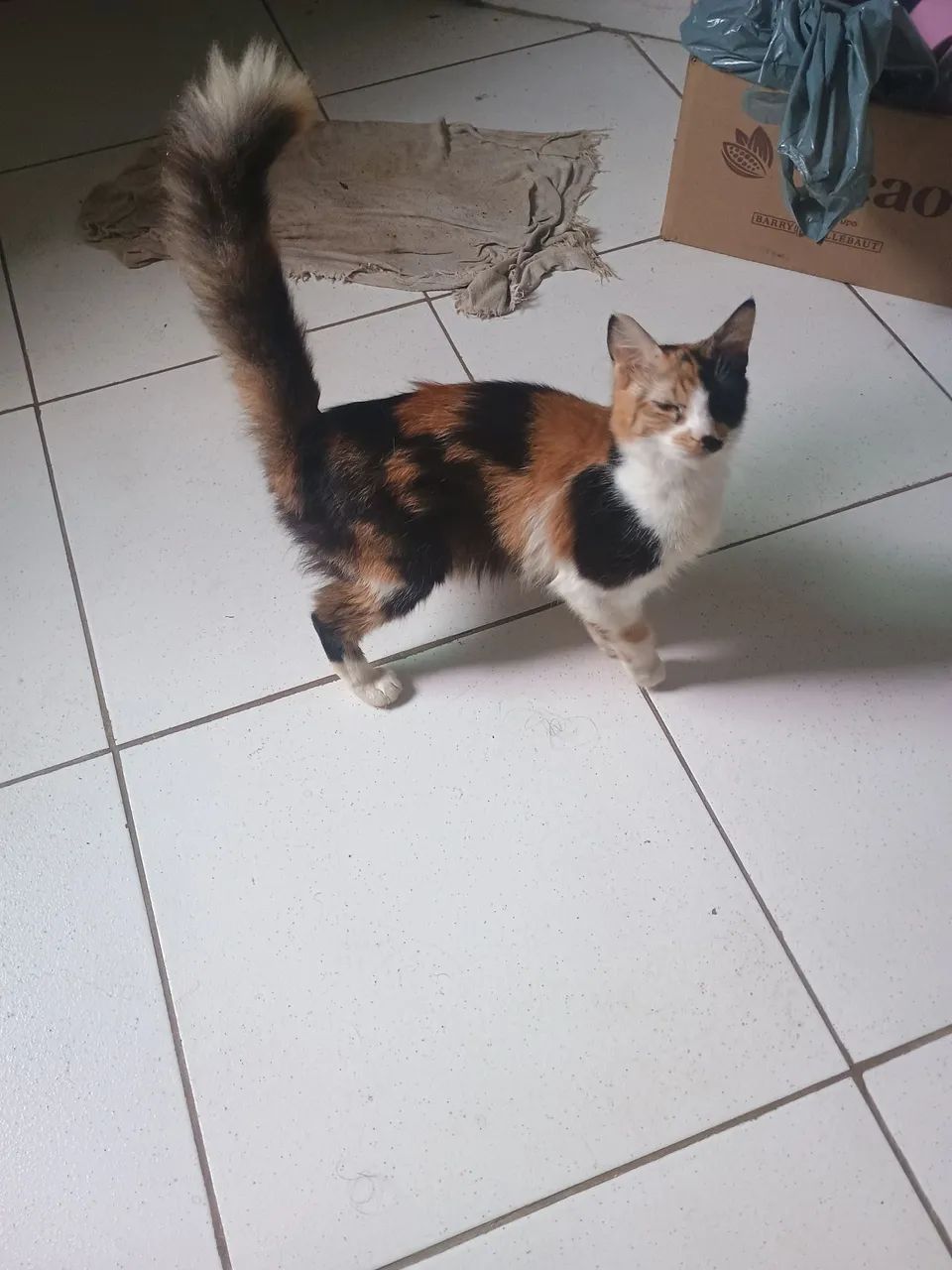 Doação de gatinhos  - Foto 4