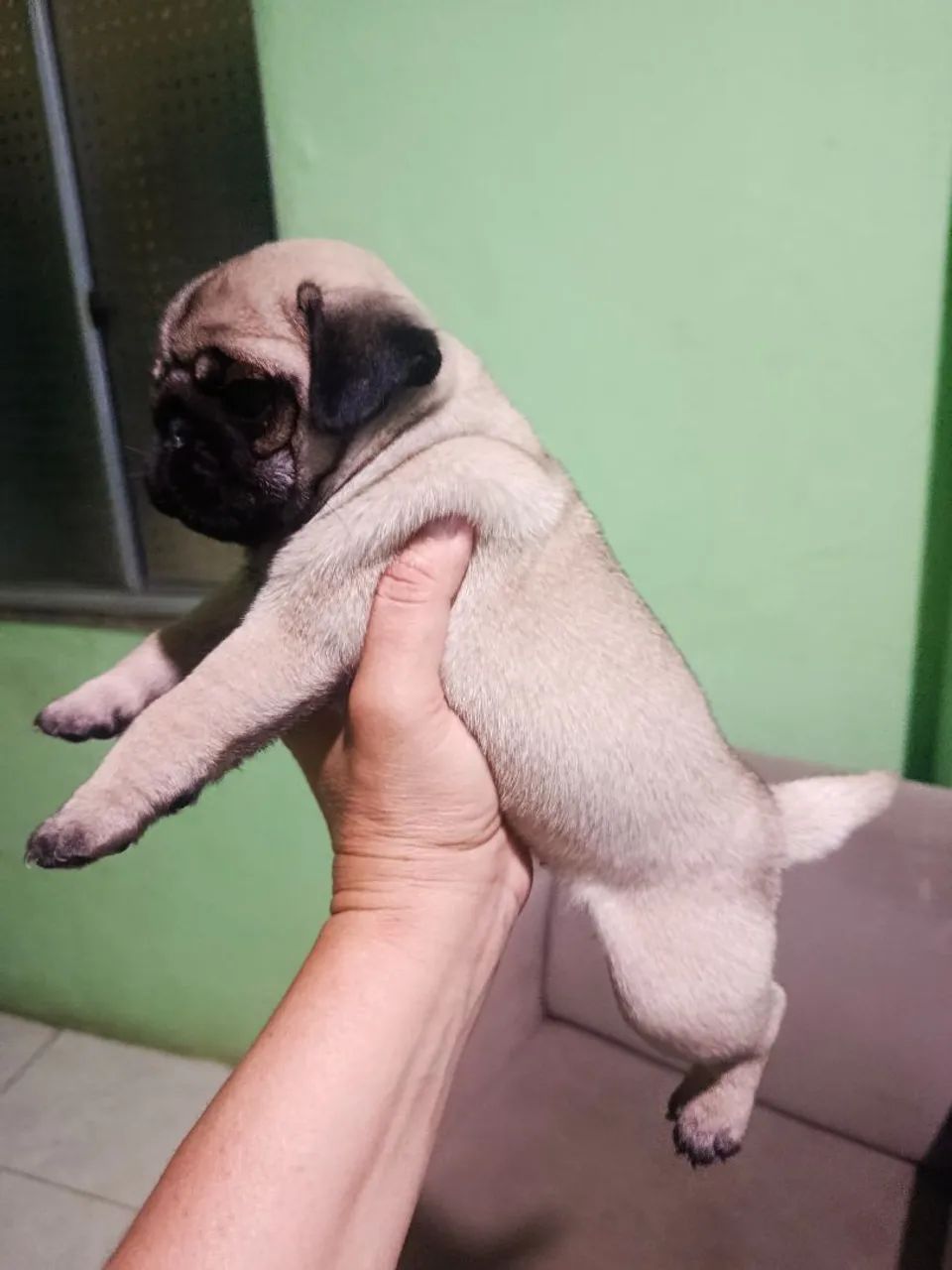 Pug fêmea  - Foto 2
