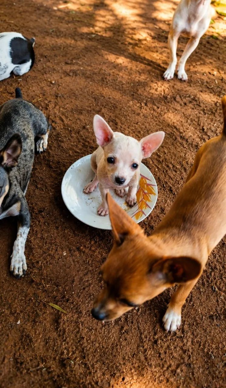 Animais pinscher zerinho - Foto 2