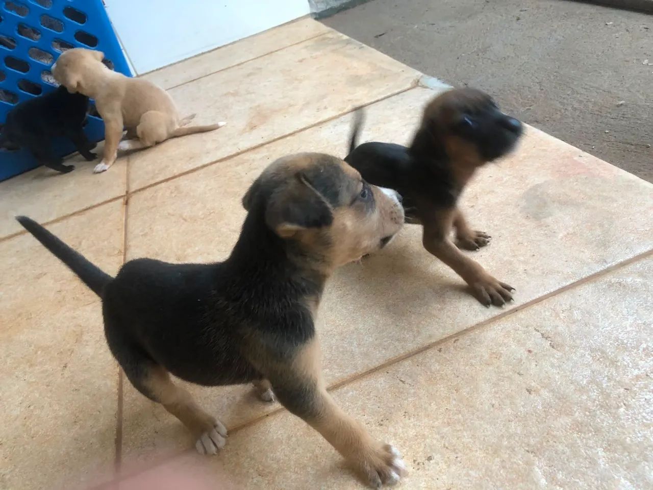 Doação  de  lindos cachorrinhos  - Foto 2